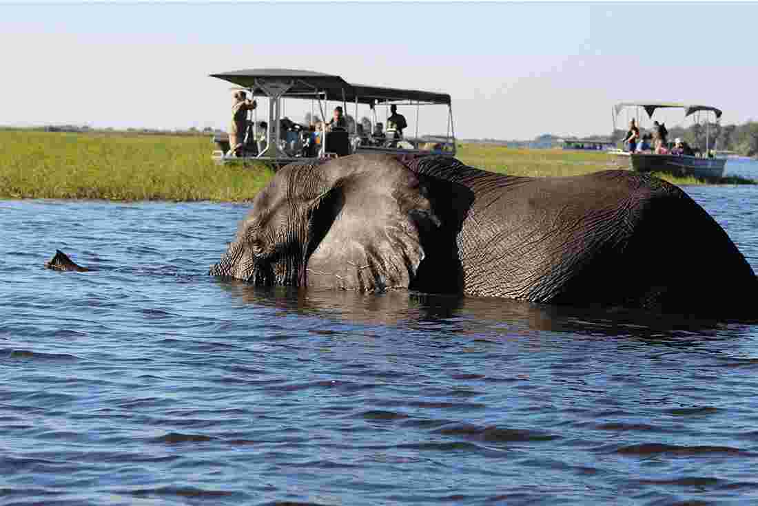 The Big Five Chobe Safari